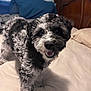 animal, bed, black_and_white, canine, close_up, cozy, curly_fur, cute, dog, domestic, four_legs, fur, happy, indoor, looking_at_camera, pet, pillow, smiling, standing, wooden_headboard