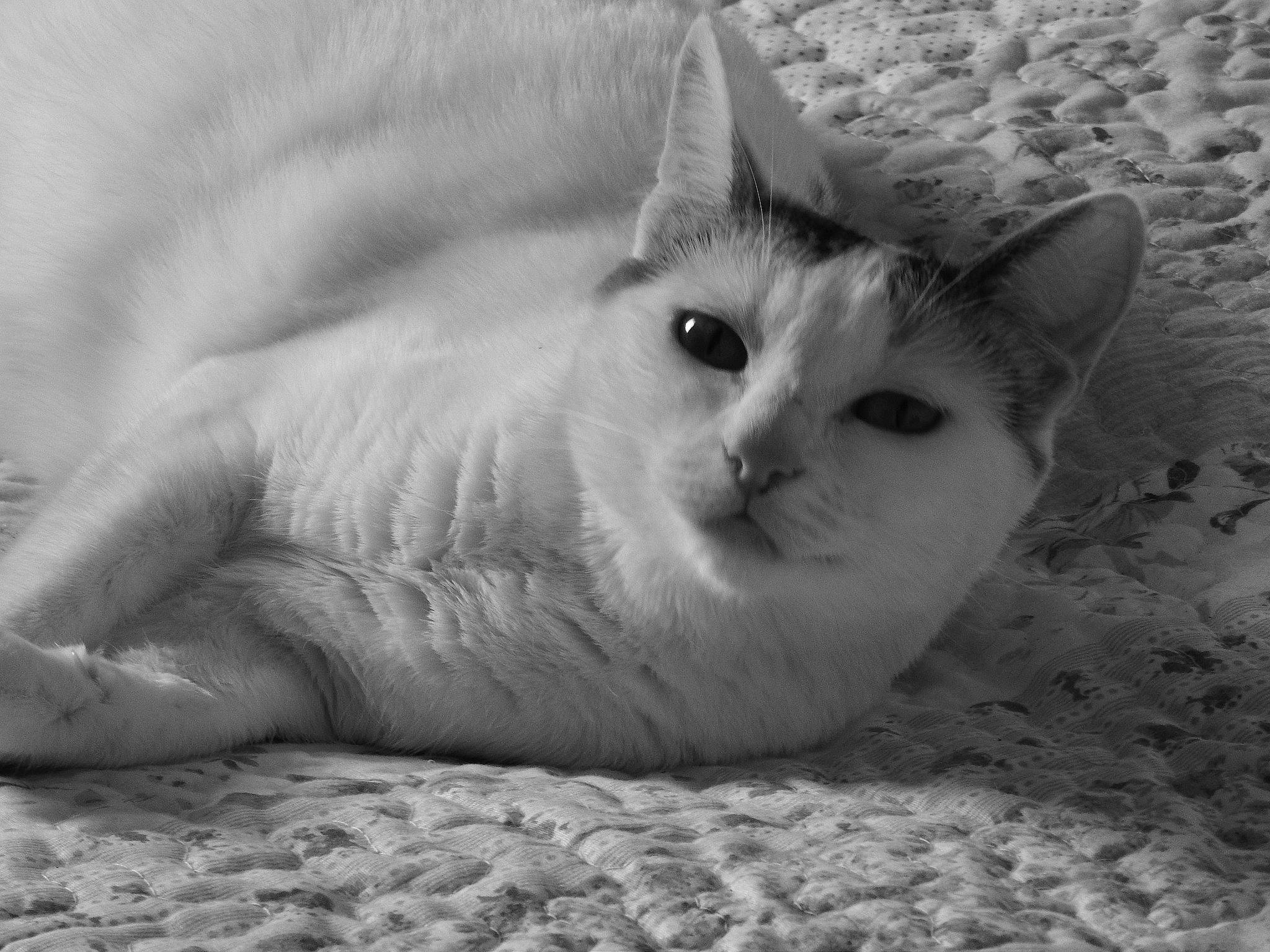 Cleopatre  a rejoint le concours — aidez-le/la à gagner de superbes lots ! aegean_cat, asian, black_and_white, burmilla, carnivore, cat, domestic_short_haired_cat, eye, felidae, kitten, munchkin, nose, small_to_medium_sized_cats, snout, whiskers, white