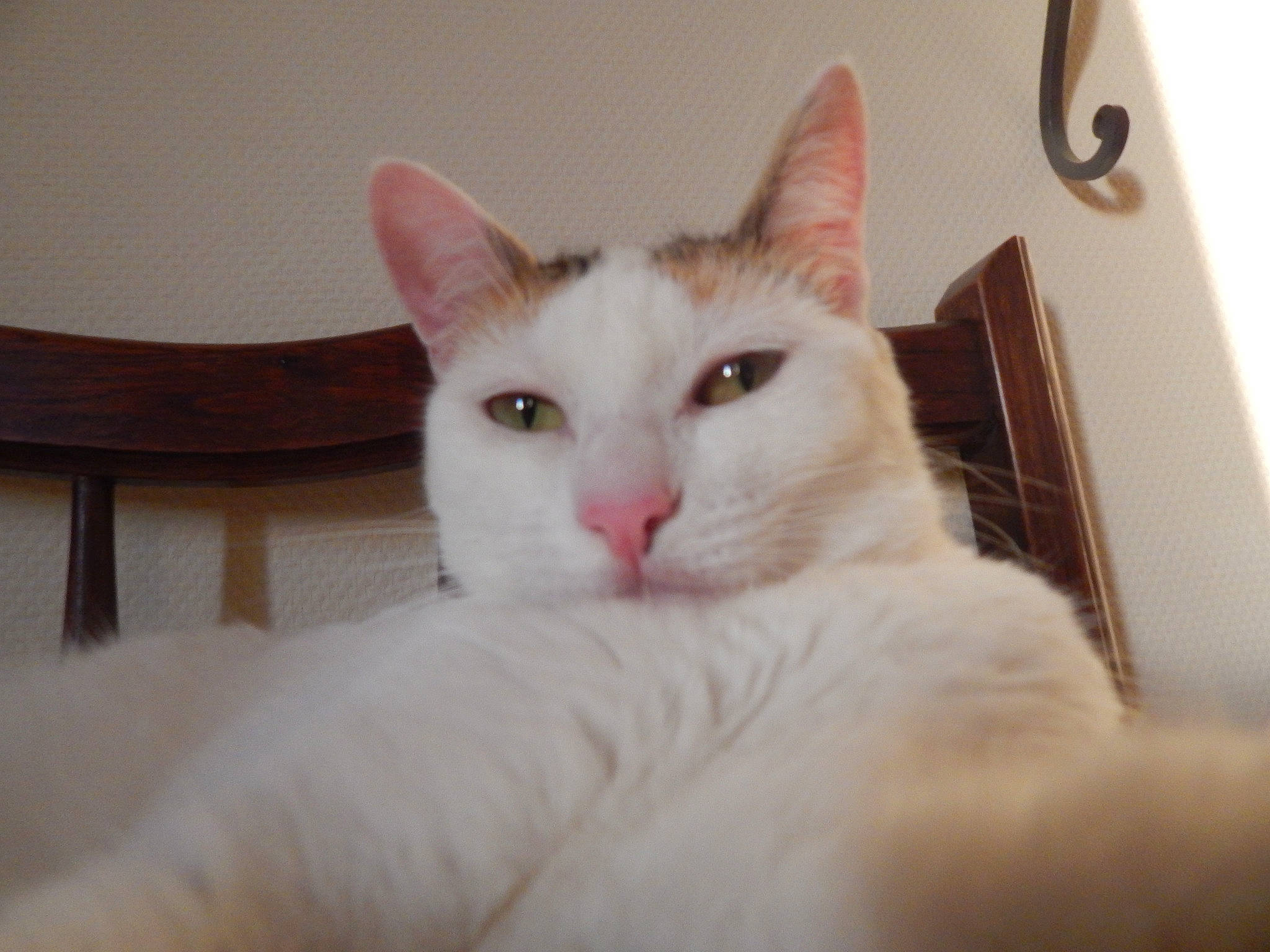 Cleopatre  a rejoint le concours — aidez-le/la à gagner de superbes lots ! aegean_cat, asian, burmilla, carnivore, cat, colorpoint_shorthair, domestic_short_haired_cat, ear, eye, felidae, fur, head, khao_manee, kitten, mammal, nose, small_to_medium_sized_cats, turkish_angora, turkish_van, whiskers