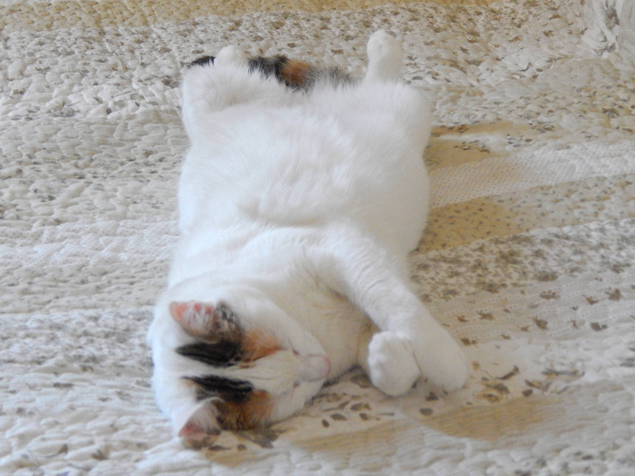 Cleopatre  a rejoint le concours — aidez-le/la à gagner de superbes lots ! aegean_cat, carnivore, cat, claw, fawn, felidae, fur, norwegian_forest_cat, paw, polydactyl_cat, small_to_medium_sized_cats, tail, turkish_van, whiskers