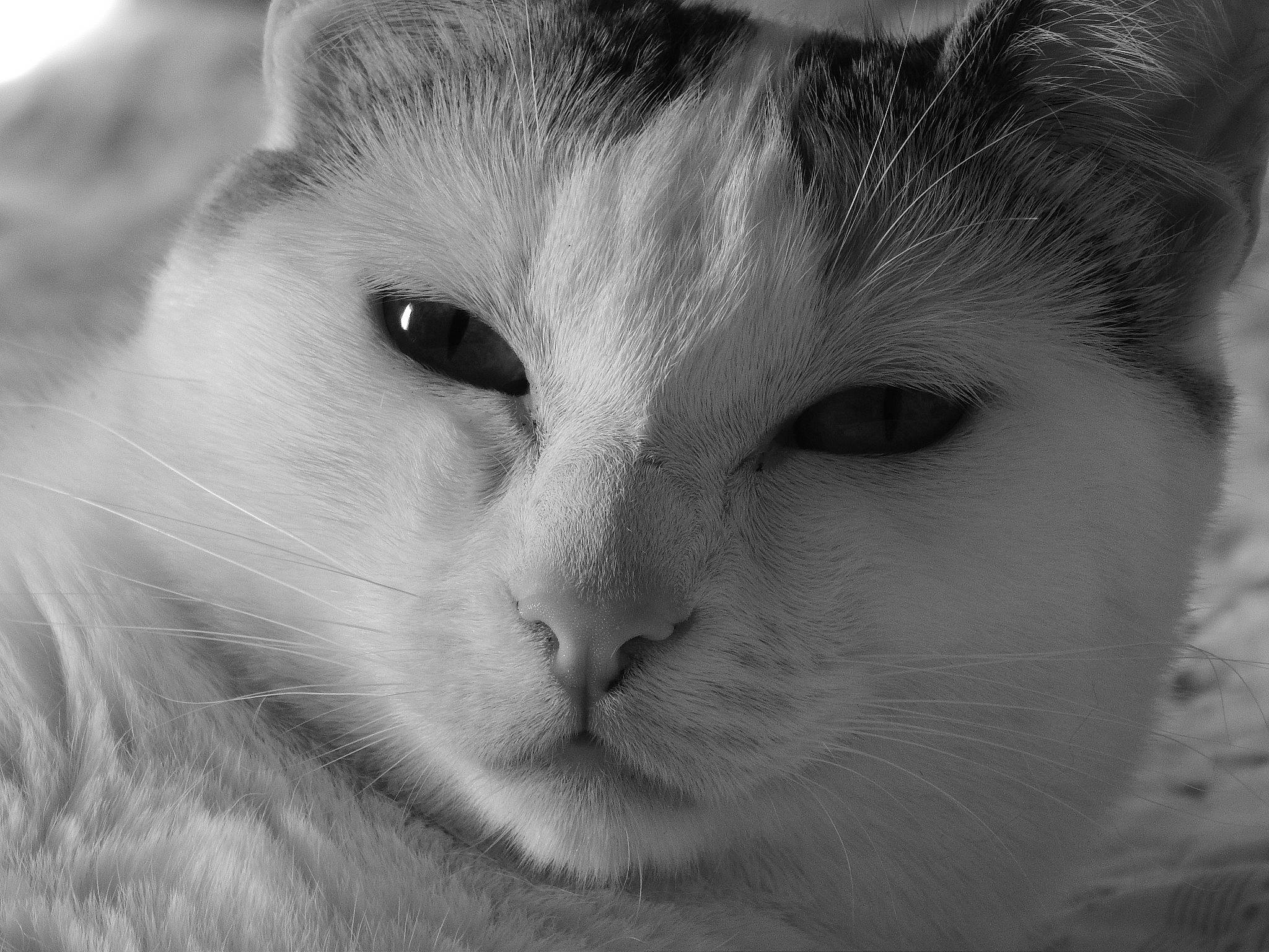 Cleopatre  participe au concours pour gagner de l'argent avec cette photo : black_and_white, carnivore, cat, close_up, eye, face, felidae, fur, head, iris, monochrome, monochrome_photography, nose, organ, photography, sky, small_to_medium_sized_cats, snout, whiskers, white