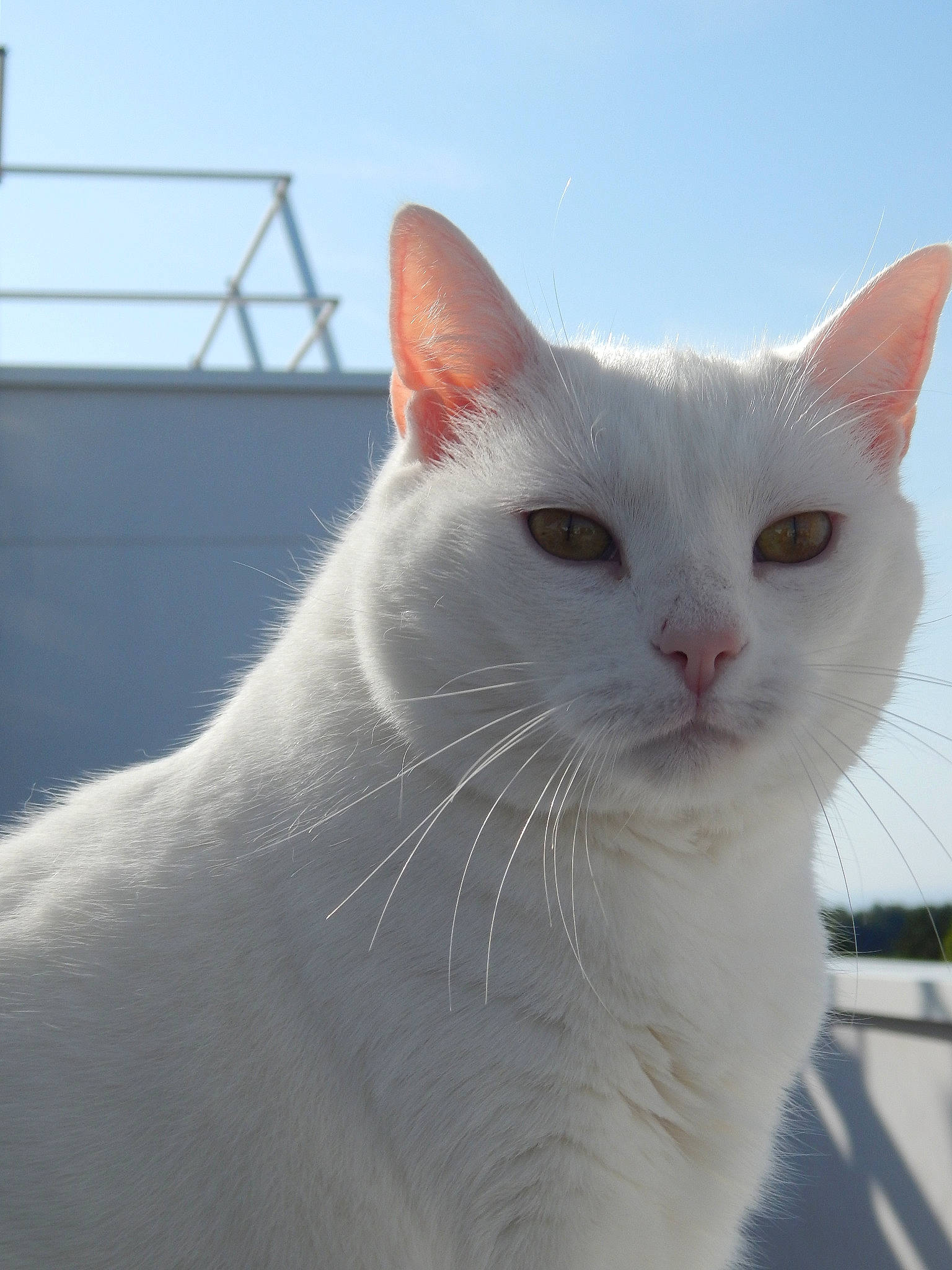 Fleur De Lys a rejoint le concours — aidez-le/la à gagner de superbes lots ! aegean_cat, burmilla, carnivore, cat, colorpoint_shorthair, domestic_short_haired_cat, eye, felidae, fur, japanese_bobtail, khao_manee, mammal, small_to_medium_sized_cats, snout, tail, turkish_angora, turkish_van, whiskers, white