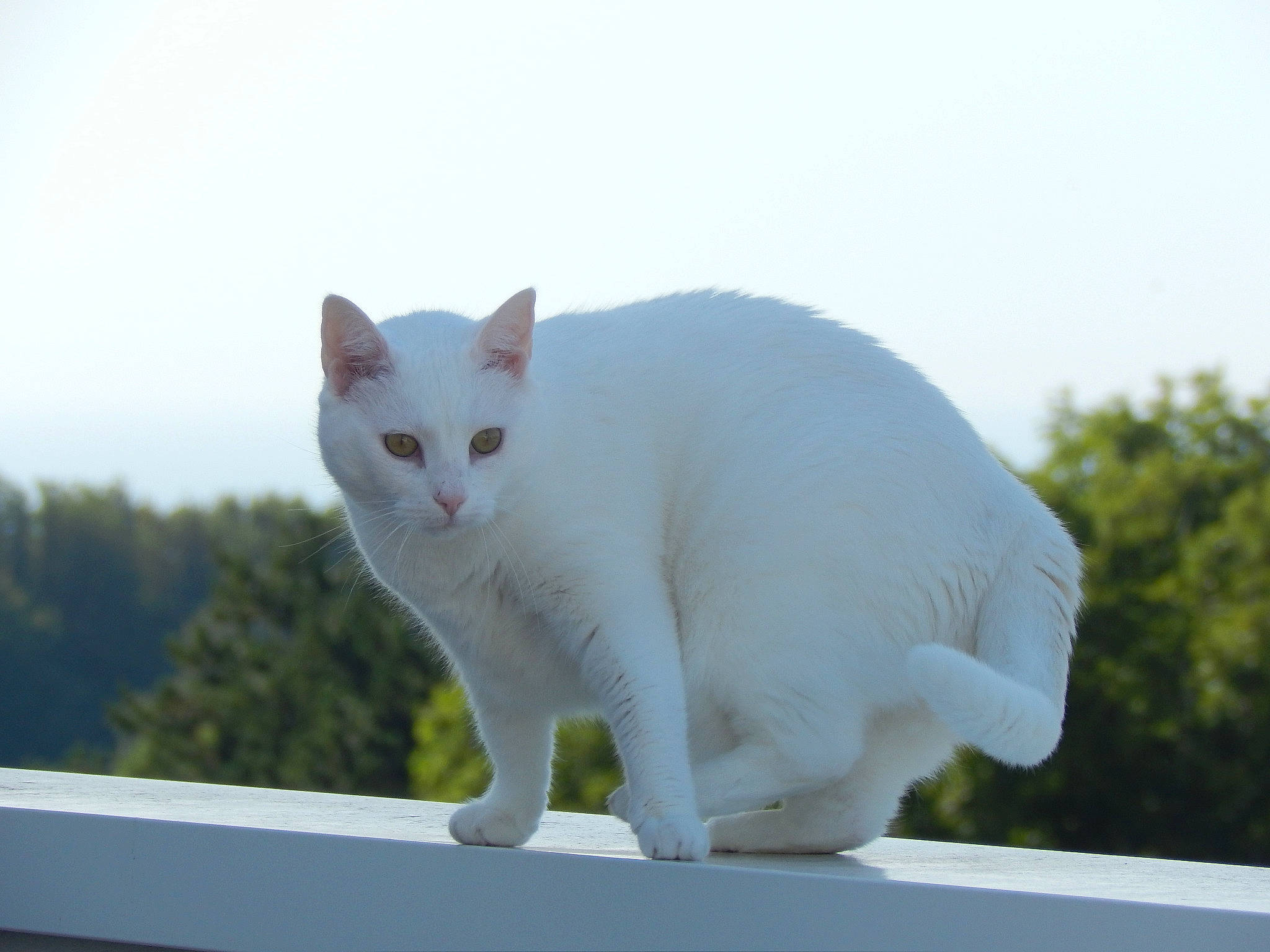 Fleur De Lys a rejoint le concours — aidez-le/la à gagner de superbes lots ! aegean_cat, american_wirehair, burmilla, carnivore, cat, domestic_short_haired_cat, felidae, japanese_bobtail, khao_manee, mammal, small_to_medium_sized_cats, tail, turkish_angora, turkish_van, whiskers, white, window