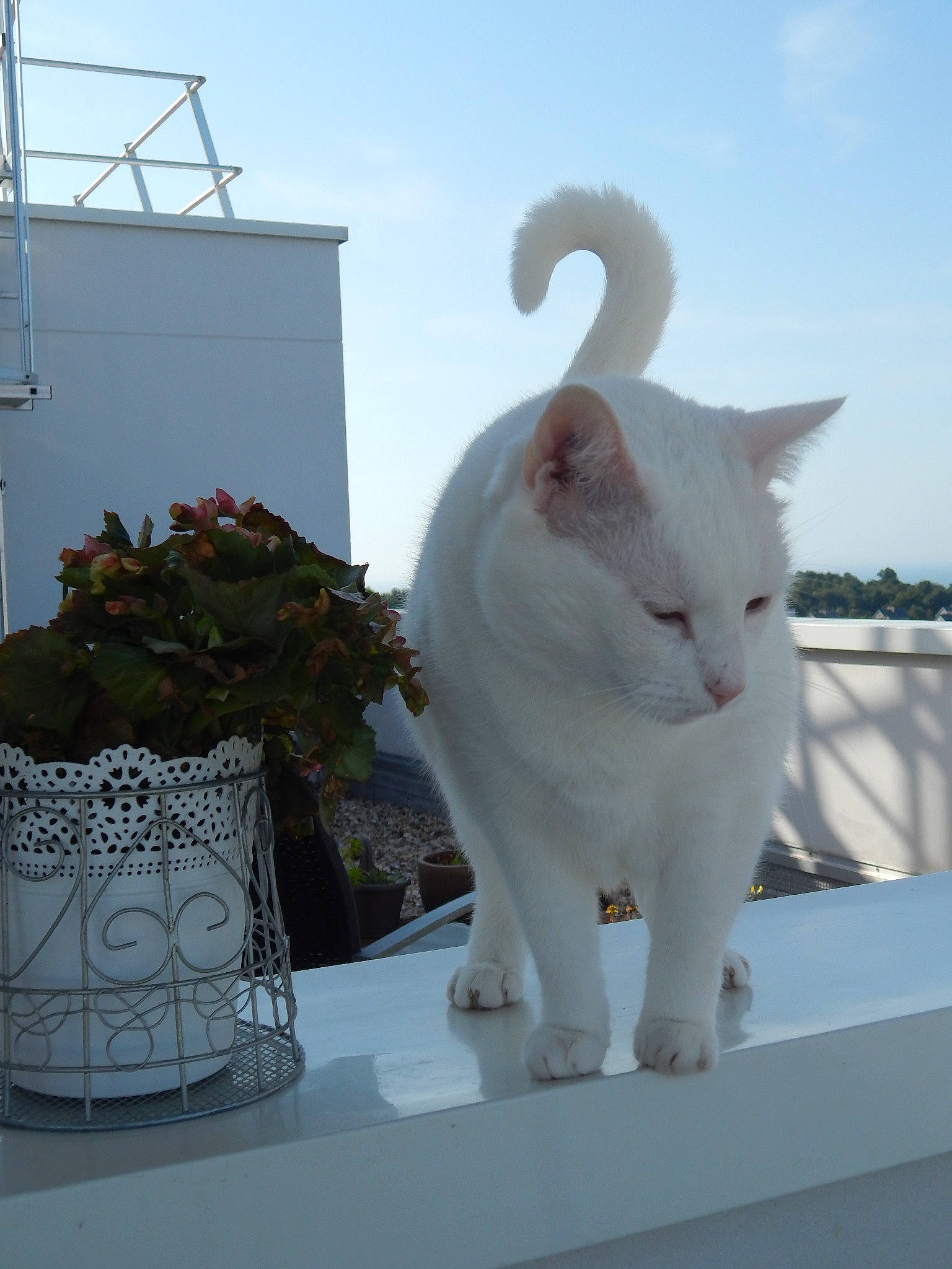 Fleur De Lys a rejoint le concours — aidez-le/la à gagner de superbes lots ! aegean_cat, architecture, carnivore, cat, felidae, small_to_medium_sized_cats, tail, turkish_angora, turkish_van, whiskers, white