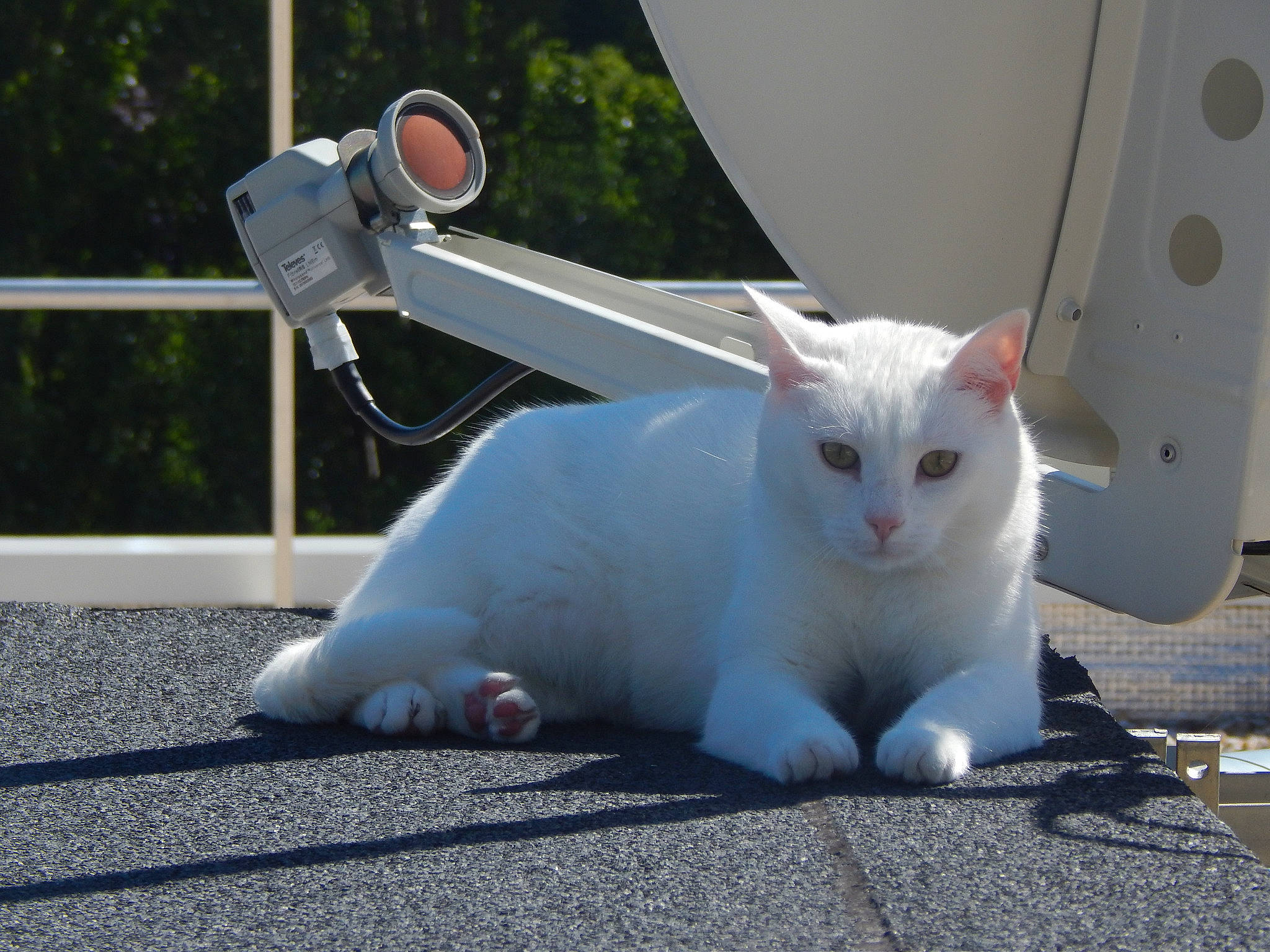 Fleur De Lys a rejoint le concours — aidez-le/la à gagner de superbes lots ! aegean_cat, burmilla, carnivore, cat, colorpoint_shorthair, domestic_short_haired_cat, ear, felidae, fur, khao_manee, kitten, mammal, small_to_medium_sized_cats, tail, turkish_angora, turkish_van, whiskers, white