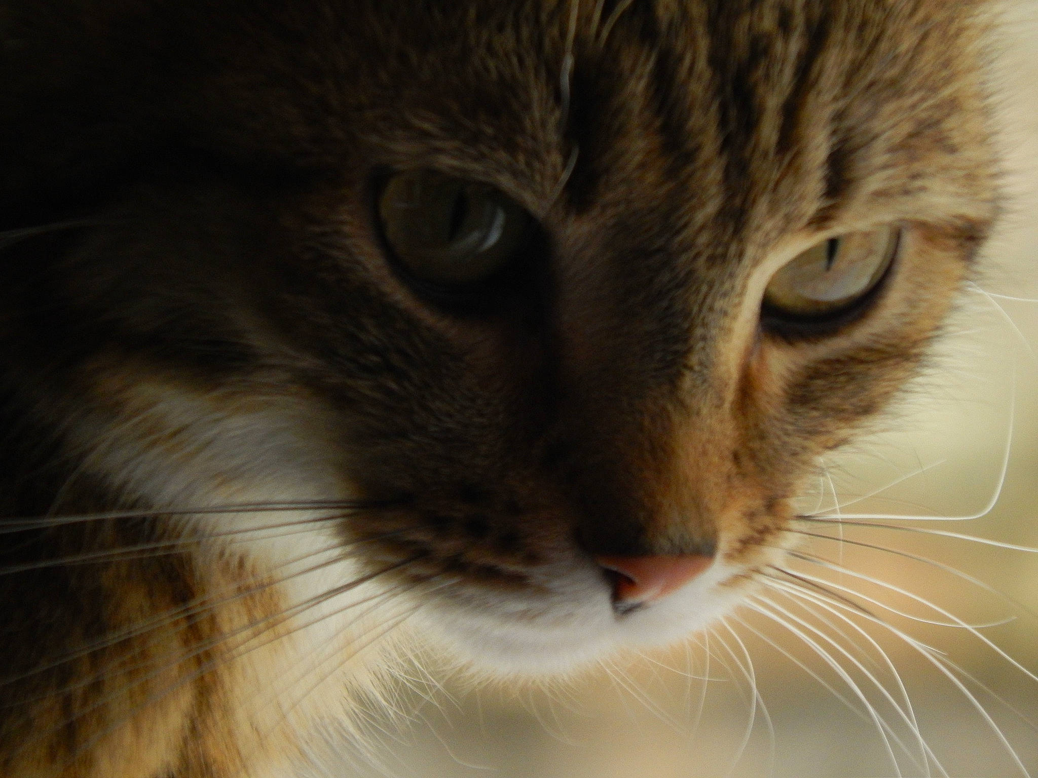 Papyrus participe au concours pour gagner de l'argent avec cette photo : aegean_cat, american_curl, asian, carnivore, cat, close_up, domestic_short_haired_cat, european_shorthair, eye, felidae, fur, mammal, norwegian_forest_cat, nose, organ, siberian, small_to_medium_sized_cats, snout, tabby_cat, whiskers