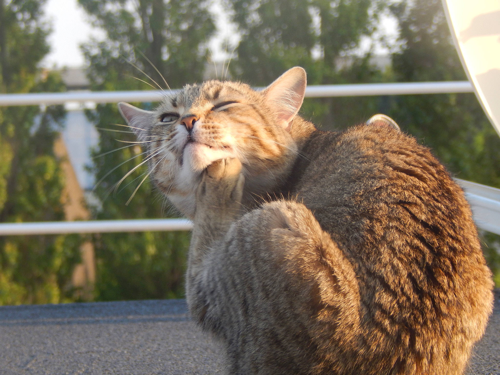 Papyrus participe au concours pour gagner de l'argent avec cette photo : aegean_cat, asian, british_semi_longhair, carnivore, cat, domestic_short_haired_cat, dragon_li, european_shorthair, fawn, felidae, fur, german_rex, mammal, small_to_medium_sized_cats, snout, tabby_cat, whiskers, wild_cat