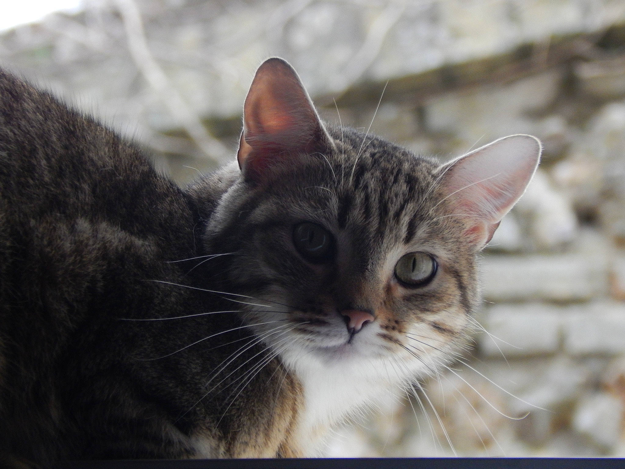 Papyrus a rejoint le concours — aidez-le/la à gagner de superbes lots ! aegean_cat, american_wirehair, asian, carnivore, cat, close_up, domestic_short_haired_cat, dragon_li, ear, european_shorthair, eye, felidae, kitten, mammal, nose, small_to_medium_sized_cats, snout, tabby_cat, vertebrate, whiskers