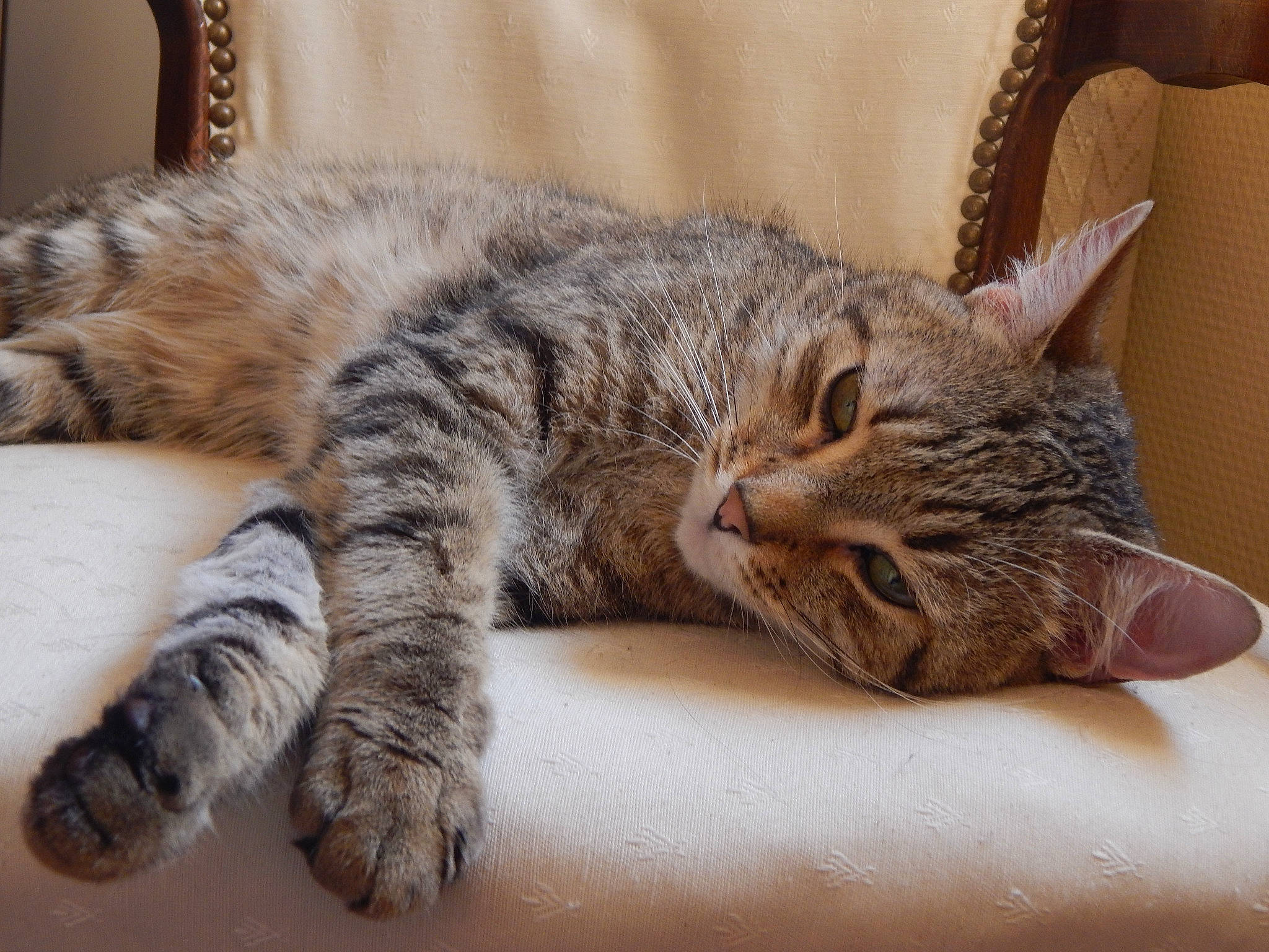 Papyrus a rejoint le concours — aidez-le/la à gagner de superbes lots ! american_shorthair, asian, australian_mist, california_spangled, carnivore, cat, claw, domestic_short_haired_cat, dragon_li, european_shorthair, felidae, mammal, nap, paw, pixie_bob, sleep, small_to_medium_sized_cats, tabby_cat, vertebrate, whiskers