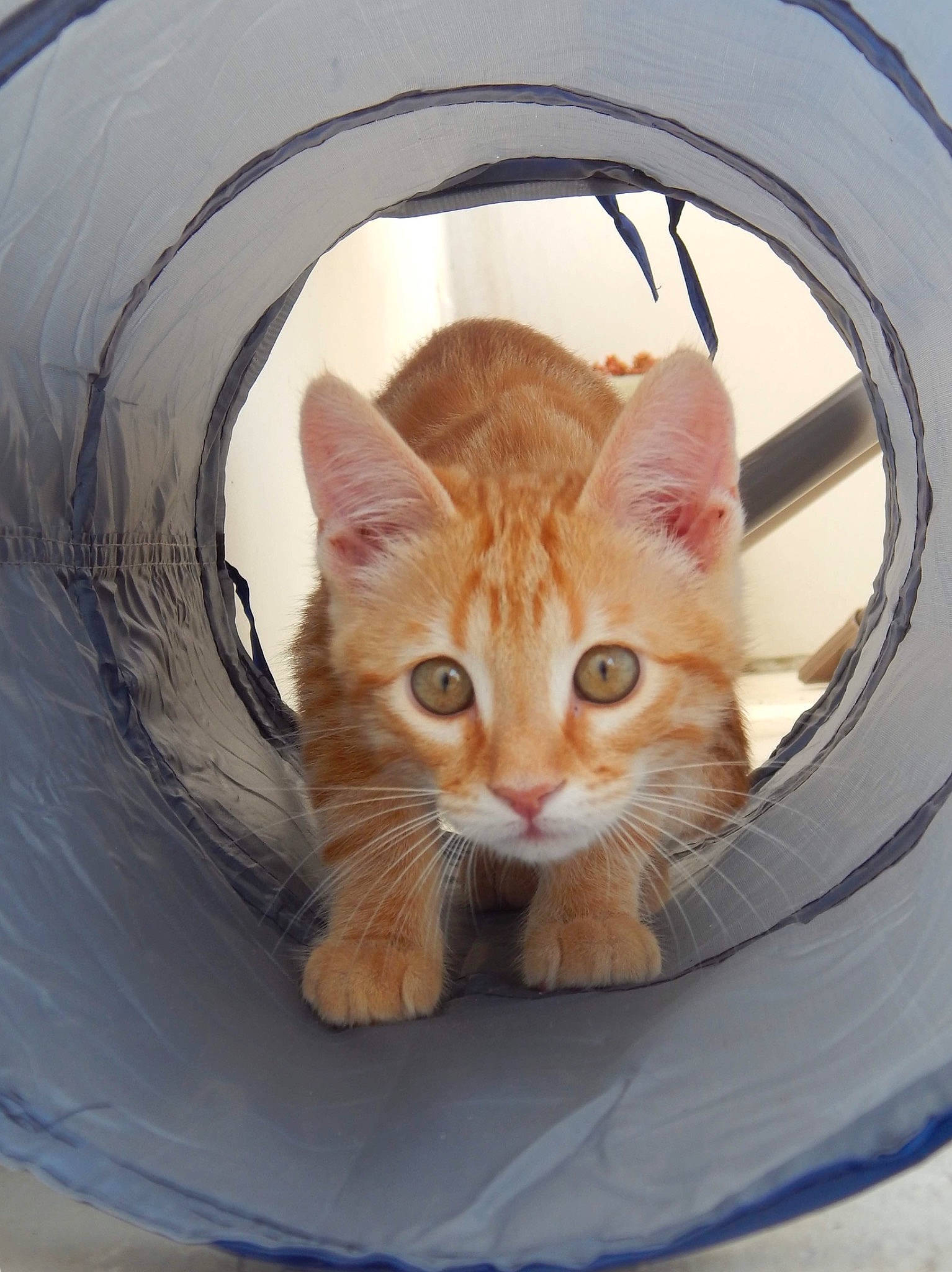 Günter participe au concours pour gagner de l'argent avec cette photo : aegean_cat, arabian_mau, asian, carnivore, cat, domestic_short_haired_cat, ear, european_shorthair, eye, fawn, felidae, fur, german_rex, kitten, photography, small_to_medium_sized_cats, tabby_cat, whiskers