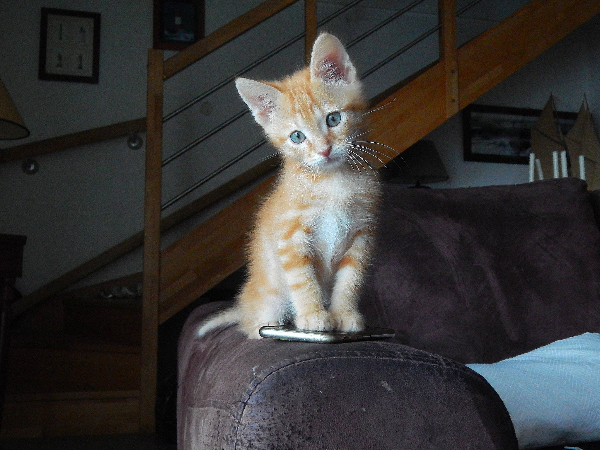 Günter a rejoint le concours — aidez-le/la à gagner de superbes lots ! aegean_cat, arabian_mau, asian, carnivore, cat, chausie, domestic_short_haired_cat, european_shorthair, fawn, felidae, german_rex, kitten, mammal, ojos_azules, oriental_longhair, small_to_medium_sized_cats, tabby_cat, vertebrate, whiskers