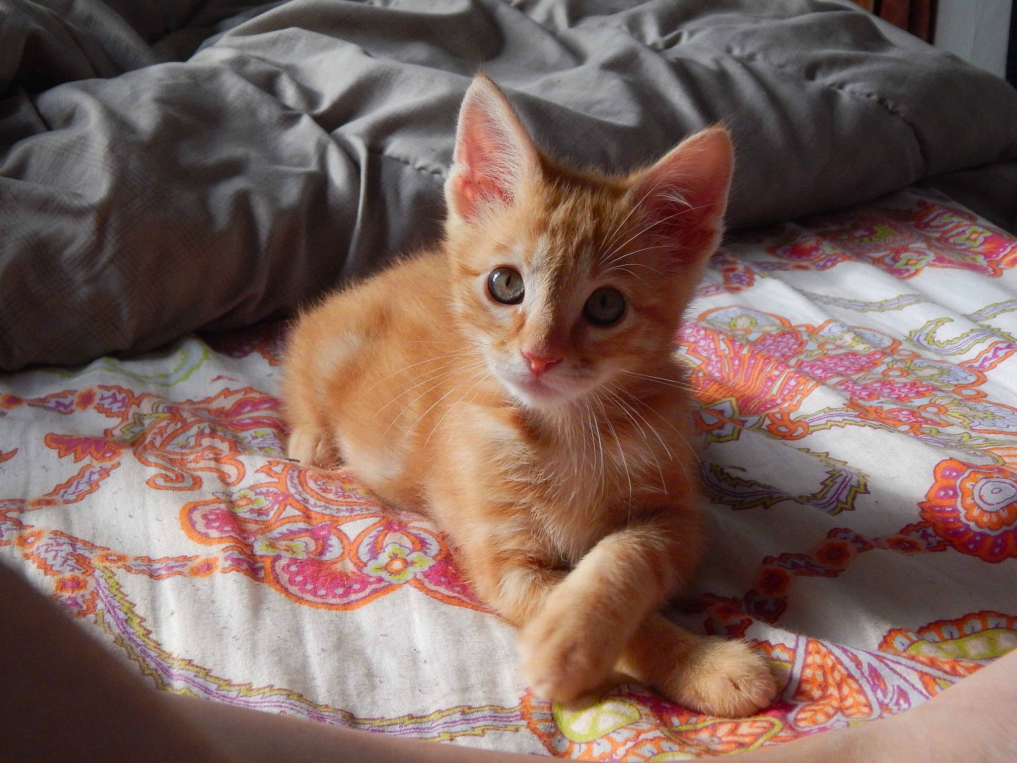 Günter a rejoint le concours — aidez-le/la à gagner de superbes lots ! arabian_mau, asian, australian_mist, carnivore, cat, claw, domestic_short_haired_cat, european_shorthair, fawn, felidae, fur, german_rex, kitten, mammal, ojos_azules, small_to_medium_sized_cats, snout, tabby_cat, vertebrate, whiskers