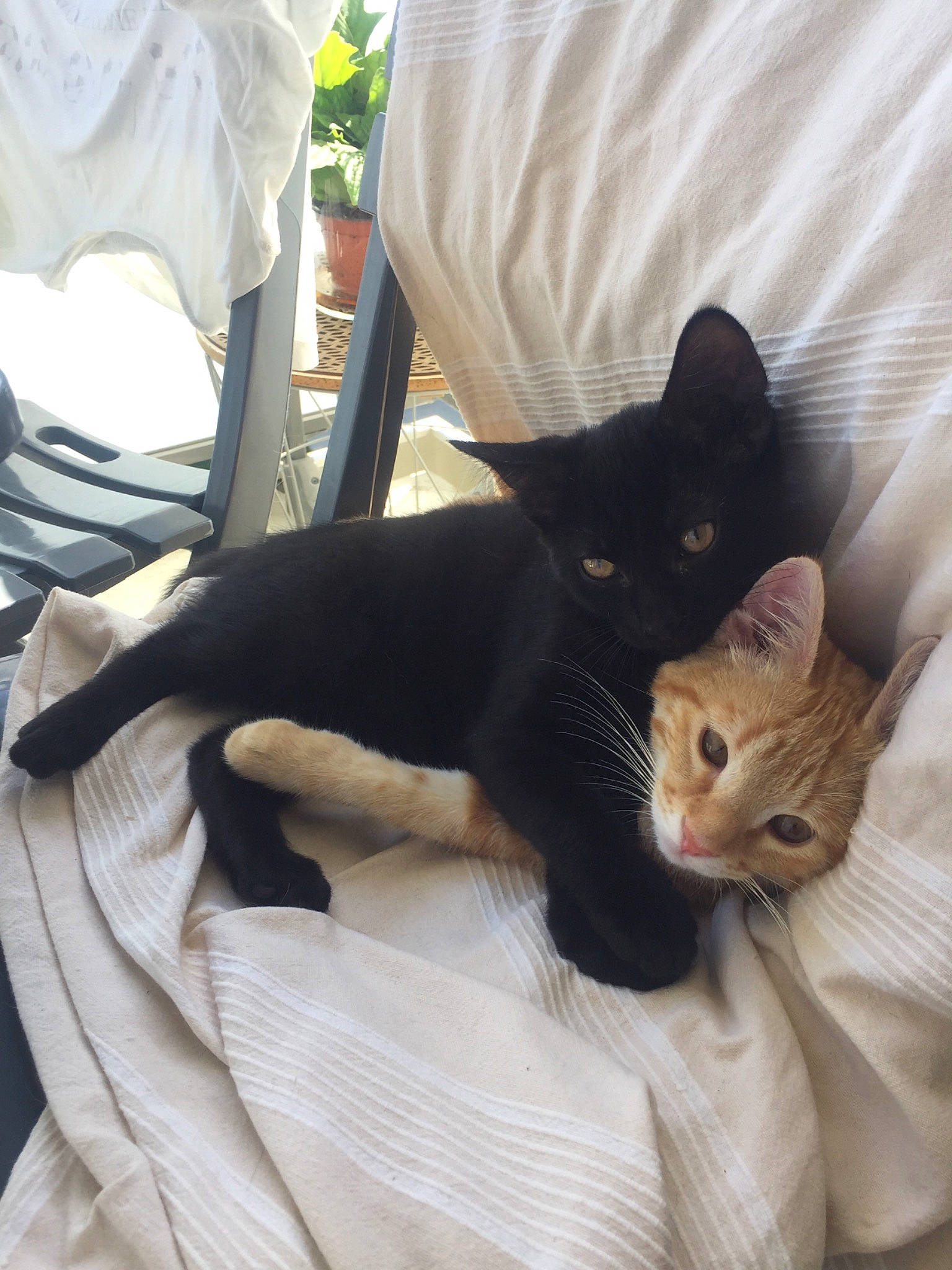 Horus a rejoint le concours — aidez-le/la à gagner de superbes lots ! asian, bed, black, black_cat, burmese, carnivore, cat, comfort, domestic_short_haired_cat, felidae, kitten, small_to_medium_sized_cats, whiskers