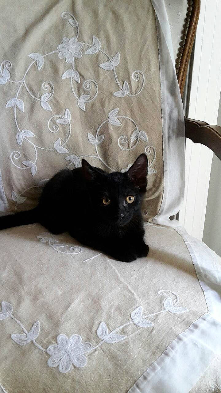 Horus a rejoint le concours — aidez-le/la à gagner de superbes lots ! asian, bed, bed_sheet, black, black_cat, bombay, carnivore, cat, felidae, fur, furniture, kitten, linens, room, small_to_medium_sized_cats, tail, whiskers