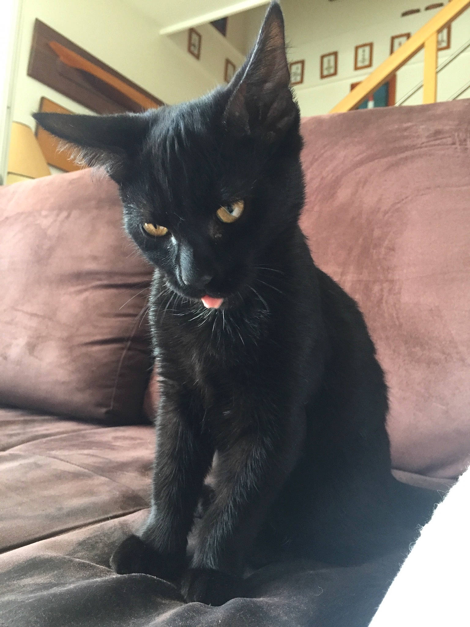 Horus participe au concours pour gagner de l'argent avec cette photo : asian, black, black_cat, bombay, carnivore, cat, domestic_short_haired_cat, ear, eye, felidae, fur, kitten, korat, mammal, small_to_medium_sized_cats, snout, tail, vertebrate, whiskers