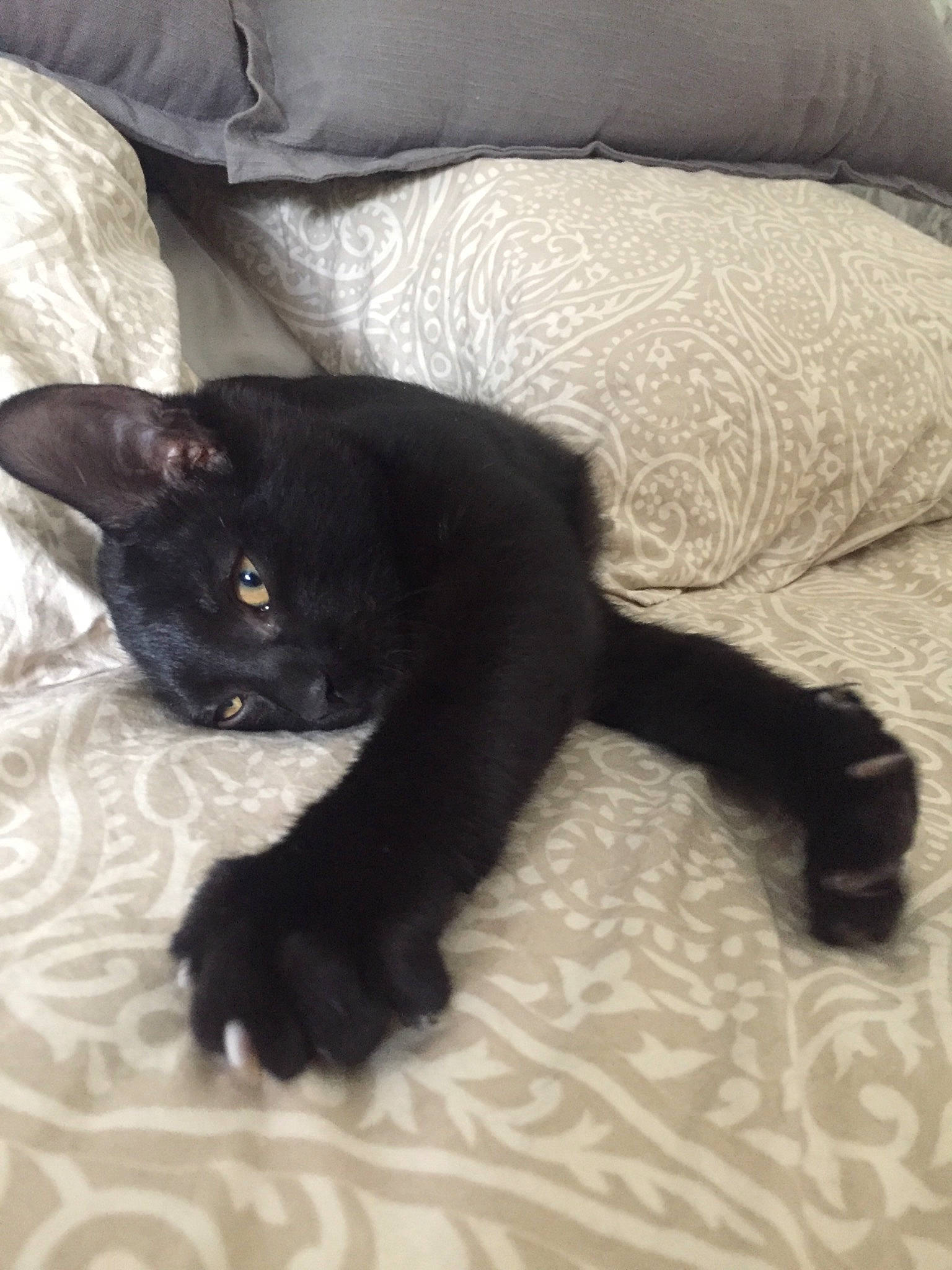 Horus participe au concours pour gagner de l'argent avec cette photo : black, black_cat, bombay, burmese, carnivore, cat, fawn, felidae, fur, small_to_medium_sized_cats, tail, whiskers