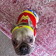 Flawless joined the competition — help win amazing prizes! dog, french_bulldog, costume, wonder_woman, pet, indoor, carpet, patterned_carpet, looking_up, cute, small_dog, headband, colorful, fur, ears, animal, muzzle, portrait, close_up, floor