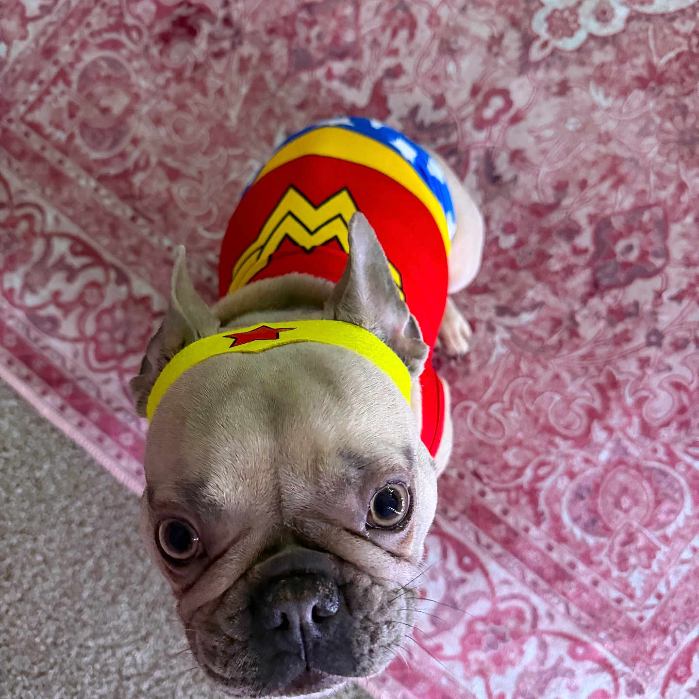 Flawless joined the competition — help win amazing prizes! dog, french_bulldog, costume, wonder_woman, pet, indoor, carpet, patterned_carpet, looking_up, cute, small_dog, headband, colorful, fur, ears, animal, muzzle, portrait, close_up, floor