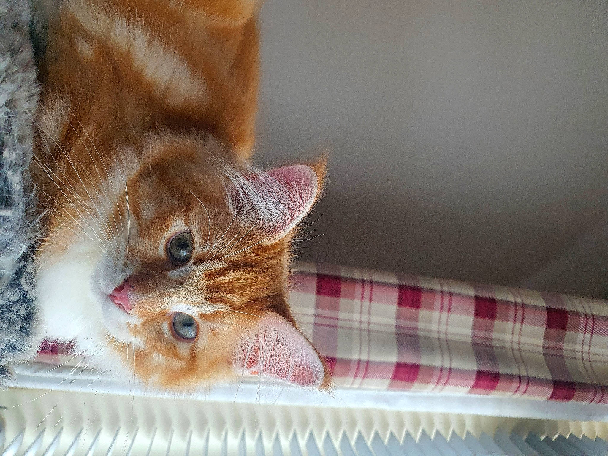 Thor joined the competition — help win amazing prizes! carnivore, cat, cat_supply, claw, domestic_short_haired_cat, fawn, felidae, fur, linens, pattern, paw, pet_supply, plaid, small_to_medium_sized_cats, snout, tail, tartan, whiskers, window, wood