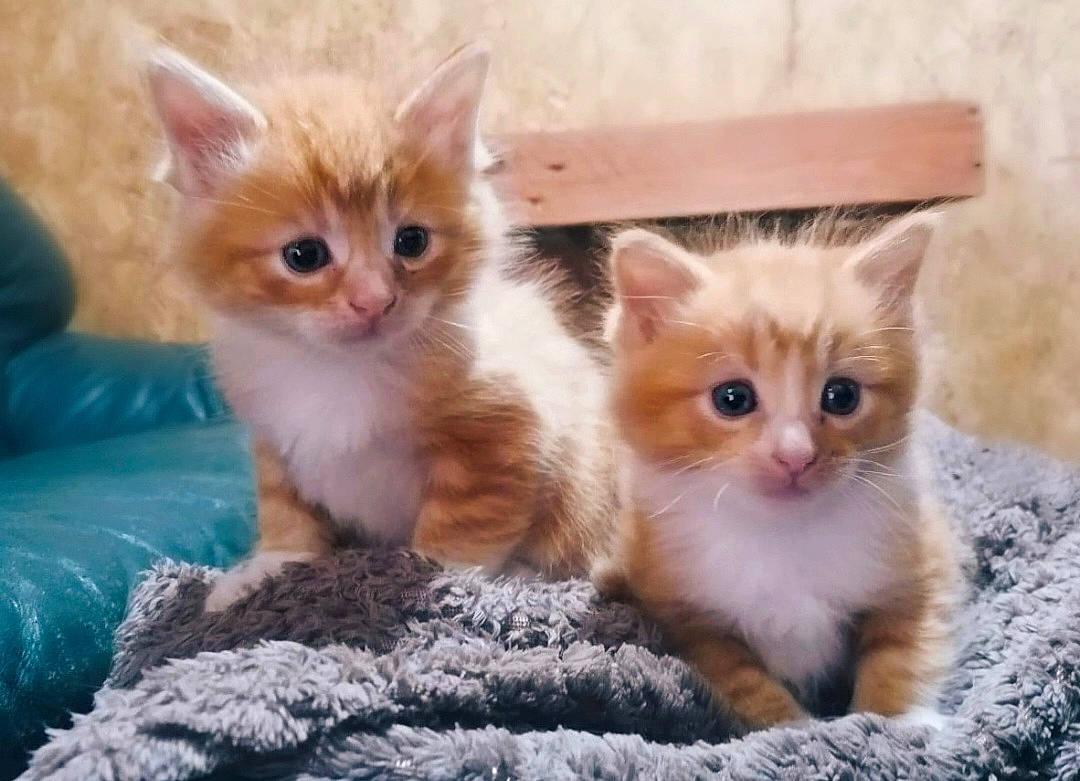 Thor joined the competition — help win amazing prizes! carnivore, cat, cat_supply, claw, domestic_short_haired_cat, fawn, felidae, fur, iris, paw, small_to_medium_sized_cats, snout, tail, whiskers, window