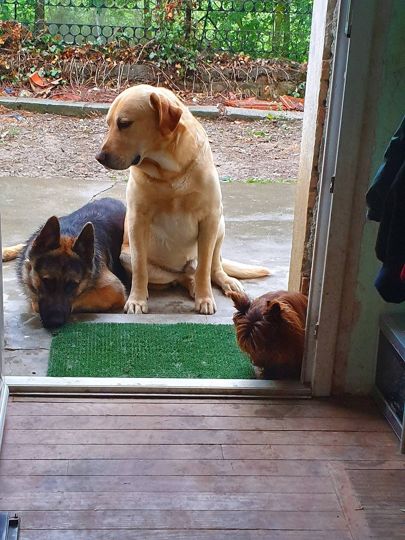 Rocky a rejoint le concours — aidez-le/la à gagner de superbes lots ! canidae, carnivore, companion_dog, dog, dog_breed, door, fawn, golden_retriever, labrador_retriever, mammal, puppy, retriever, sporting_group, vertebrate, window