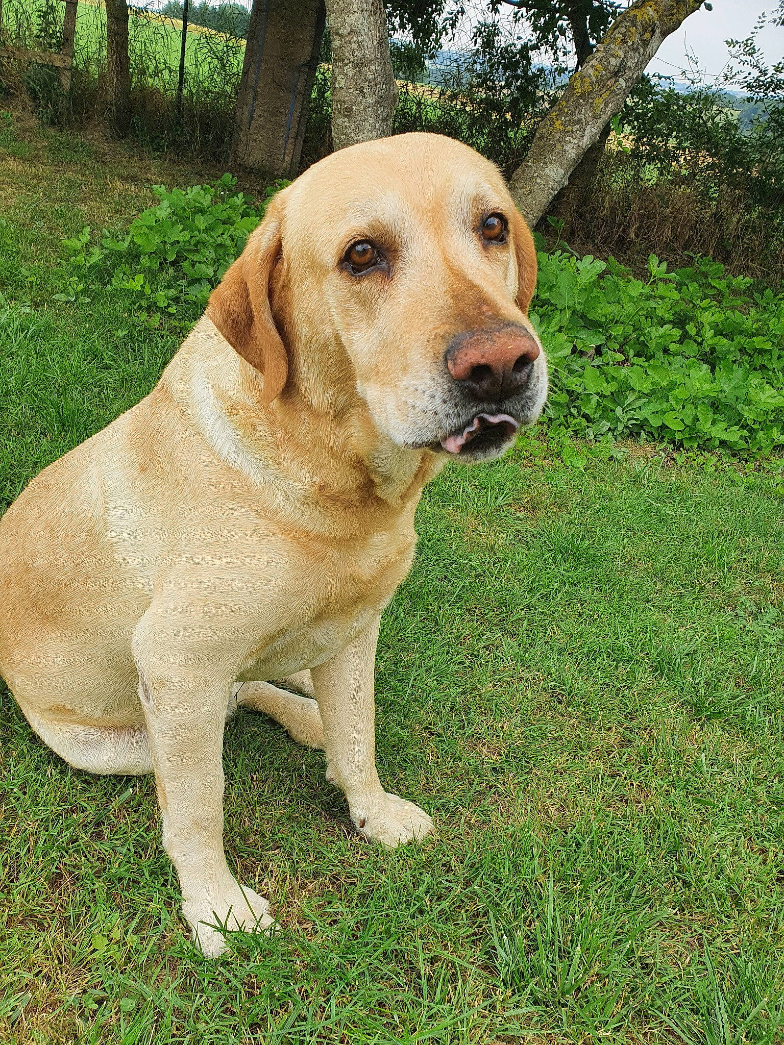 Rocky participe au concours pour gagner de l'argent avec cette photo : beagador, broholmer, canidae, carnivore, companion_dog, dog, dog_breed, fawn, hound, hunting_dog, labrador_retriever, mammal, rare_breed_dog, retriever, sporting_group, vertebrate