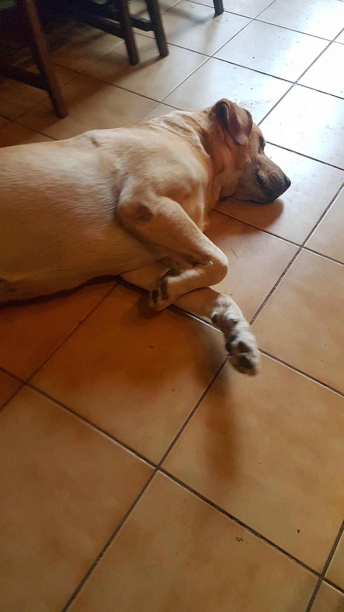 Rocky a rejoint le concours — aidez-le/la à gagner de superbes lots ! black_mouth_cur, canidae, carnivore, dog, dog_breed, fawn, floor, flooring, snout, sporting_group