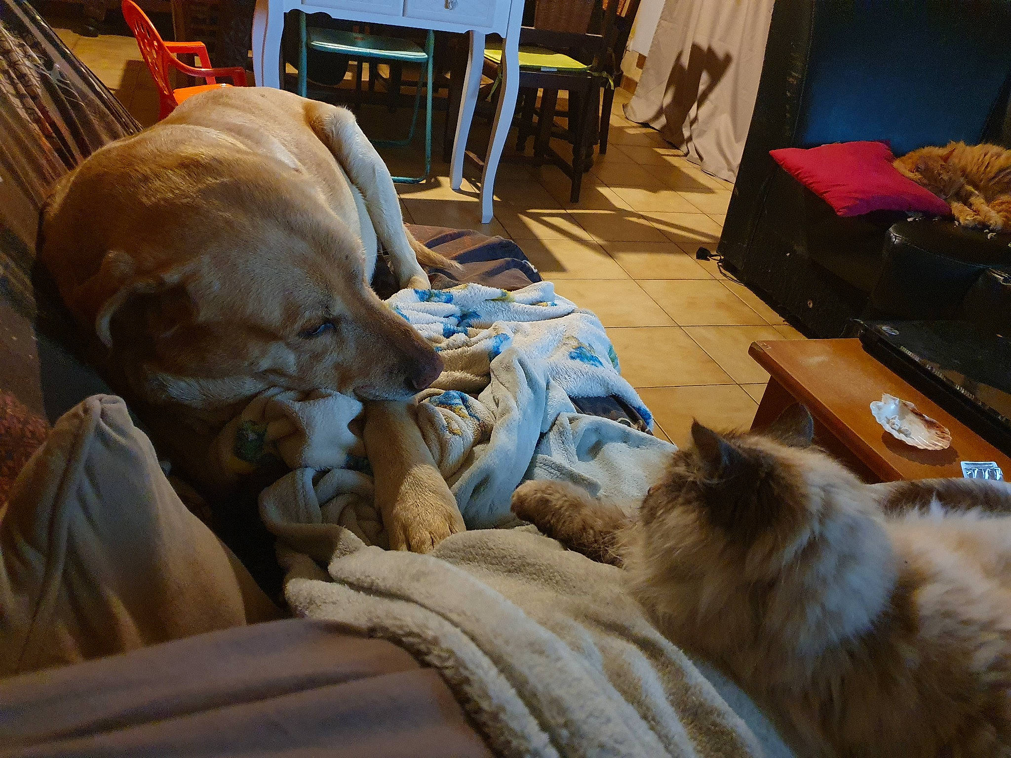 Rocky a rejoint le concours — aidez-le/la à gagner de superbes lots ! canidae, carnivore, cat, companion_dog, fawn, felidae, fur, nap, room, small_to_medium_sized_cats, whiskers