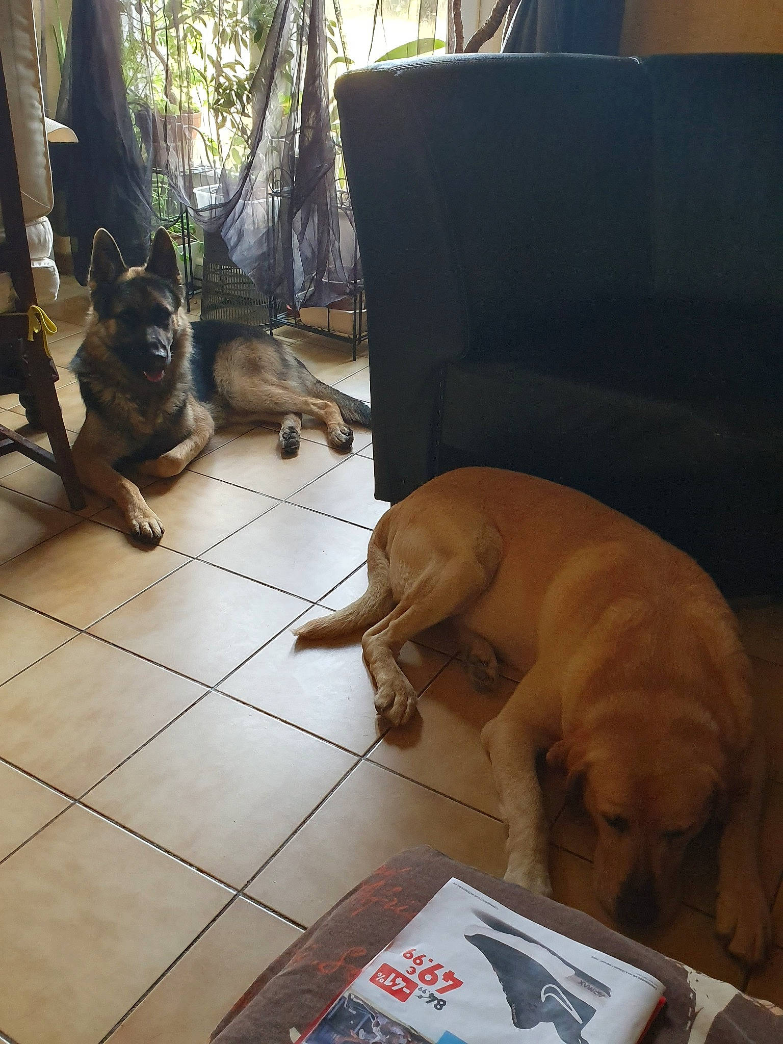 Rocky participe au concours pour gagner de l'argent avec cette photo : canidae, carnivore, cat, companion_dog, dog, dog_breed, fawn, felidae, floor, puppy, small_to_medium_sized_cats, sporting_group, whiskers