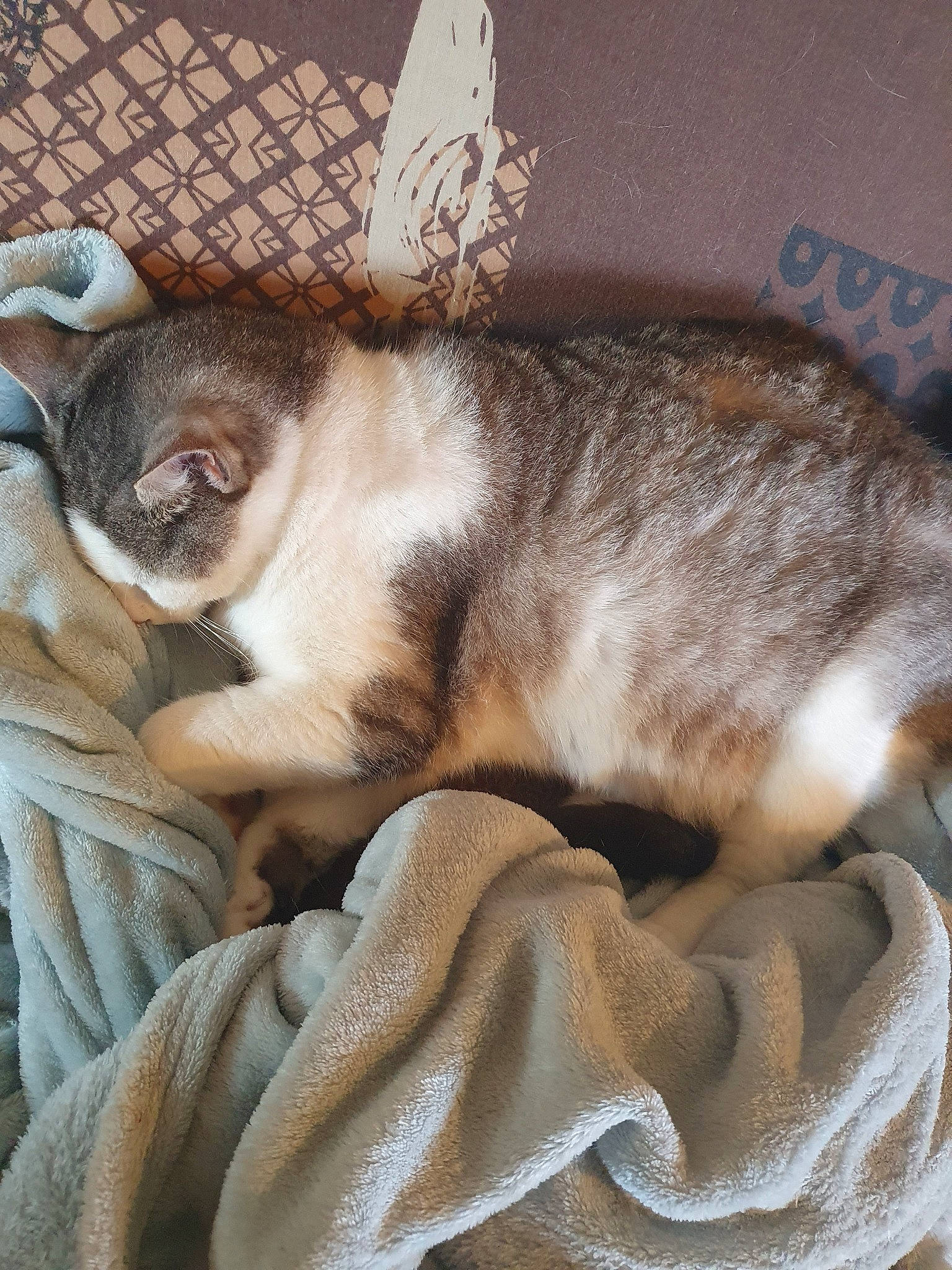 Loulous participe au concours pour gagner de l'argent avec cette photo : asian, carnivore, cat, ear, european_shorthair, fawn, felidae, nap, singapura, small_to_medium_sized_cats, tabby_cat, tail, whiskers