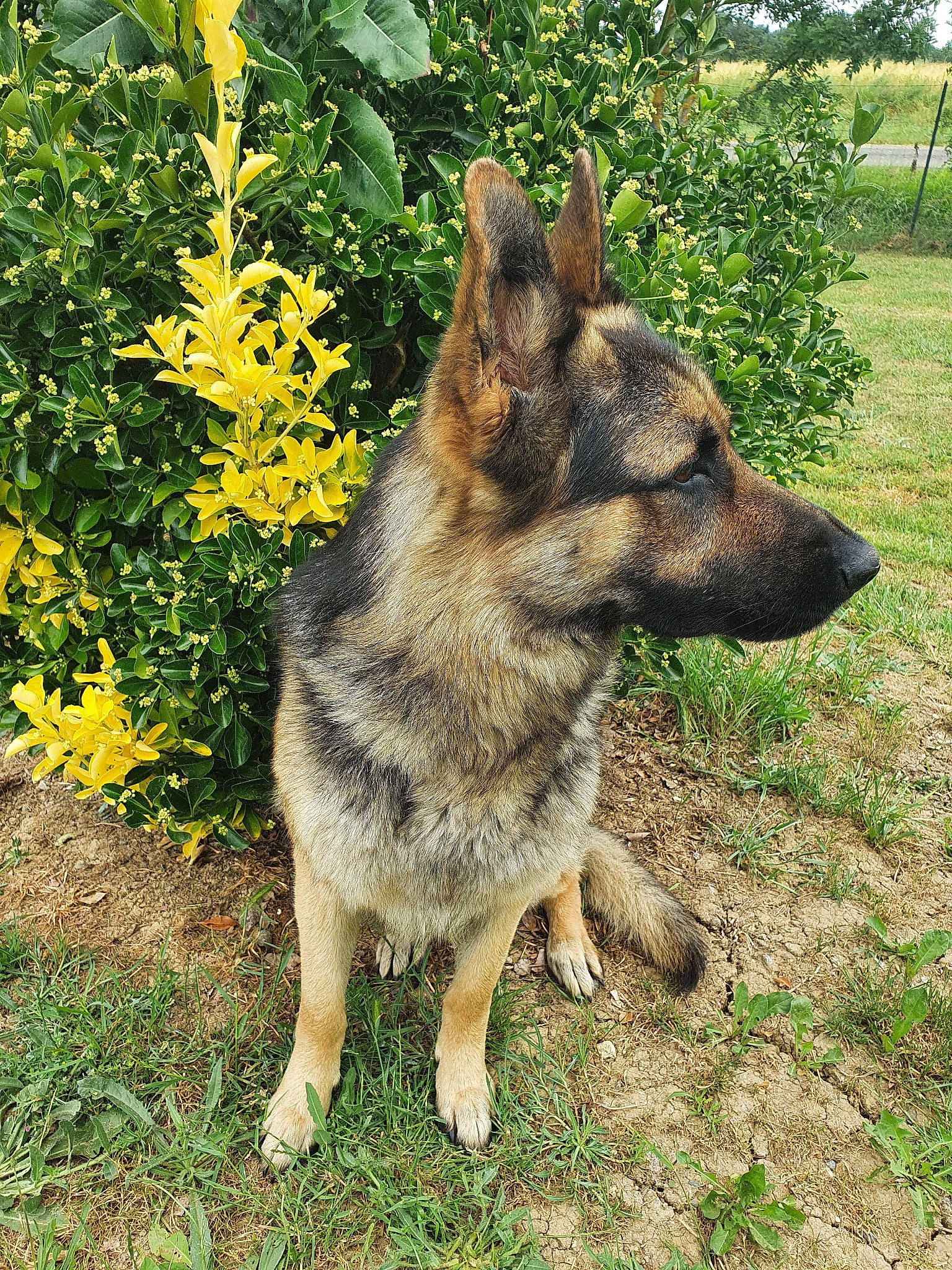 Orus participe au concours pour gagner de l'argent avec cette photo : canidae, carnivore, dog, dog_breed, east_european_shepherd, fawn, german_shepherd_dog, grass, king_shepherd, kunming_wolfdog, mammal, old_german_shepherd_dog, plant, rare_breed_dog, shiloh_shepherd_dog, snout, vertebrate, wildlife, wolfdog, working_dog