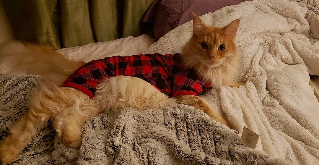 Garfield is registered to the contest to win money with this photo: asian, asian_semi_longhair, british_longhair, british_semi_longhair, carnivore, cat, domestic_long_haired_cat, fawn, felidae, fur, kitten, maine_coon, mammal, norwegian_forest_cat, ragamuffin, ragdoll, siberian, small_to_medium_sized_cats, vertebrate, whiskers