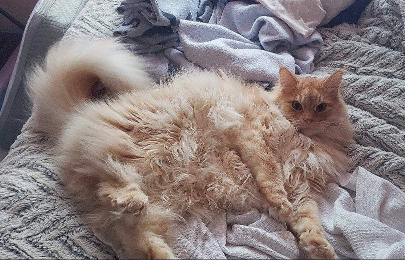 Garfield joined the competition — help win amazing prizes! american_curl, asian, british_longhair, british_semi_longhair, carnivore, cat, domestic_long_haired_cat, fawn, felidae, fur, kitten, laperm, mammal, norwegian_forest_cat, ragamuffin, ragdoll, selkirk_rex, small_to_medium_sized_cats, vertebrate, whiskers