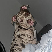 Cinnamon is registered to the contest to win money with this photo: dog, bed, blanket, indoor, white, spots, curious, pet, fur, ears, animal, resting, furniture, fan, head_tilt, looking, room, domestic, canine, light