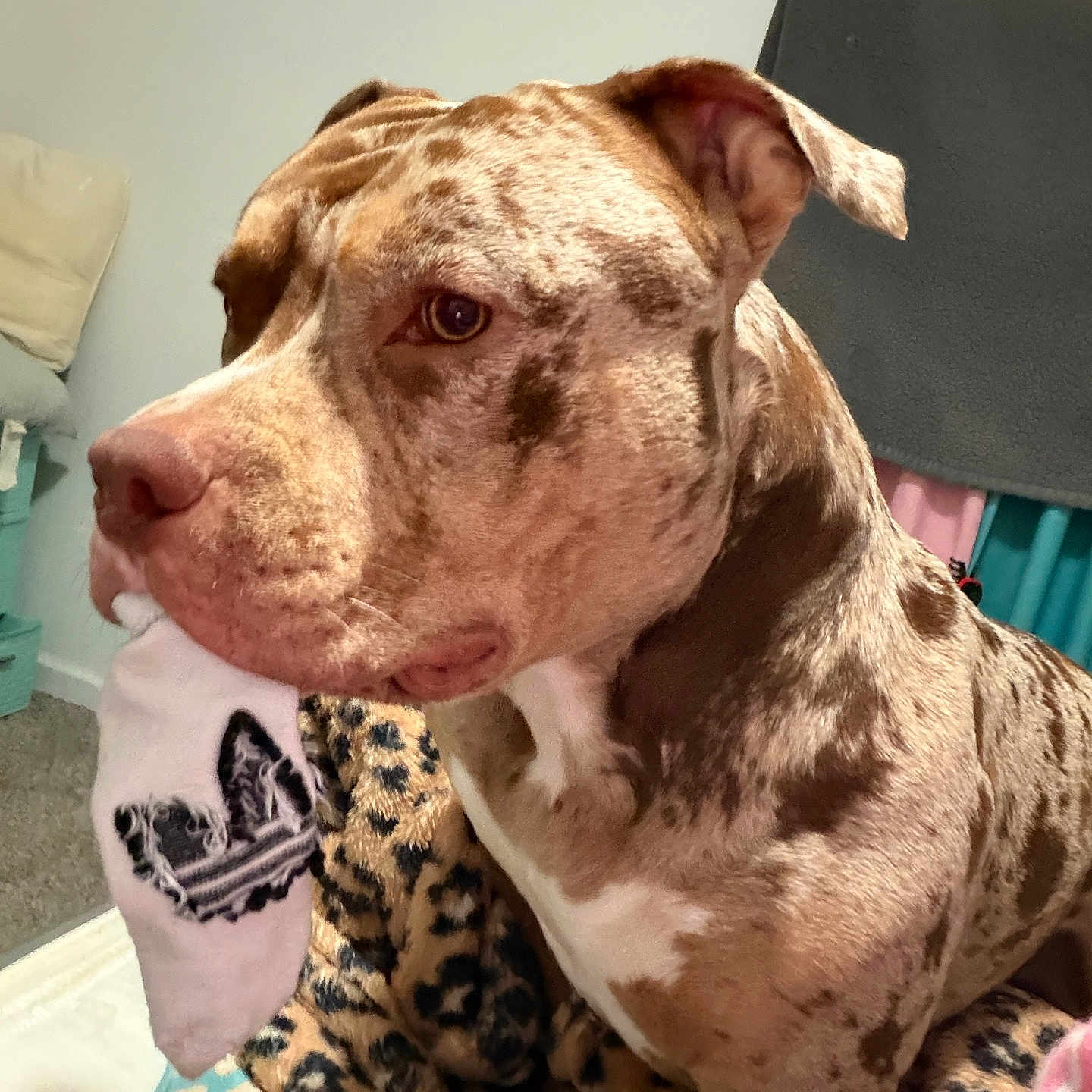 Cinnamon is registered to the contest to win money with this photo: dog, sock, animal, pet, indoor, blanket, leopard_print, brown_spotted, muzzle, ears, fur, comfort, bedroom, carpet, resting, cute, domestic, closeup, canine, companion