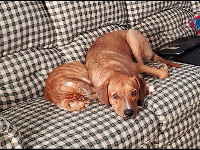 Max joined the competition — help win amazing prizes! canidae, carnivore, companion_dog, dog, dog_bed, dog_breed, fawn, mammal, puppy, redbone_coonhound, rhodesian_ridgeback, sporting_group, vertebrate, vizsla
