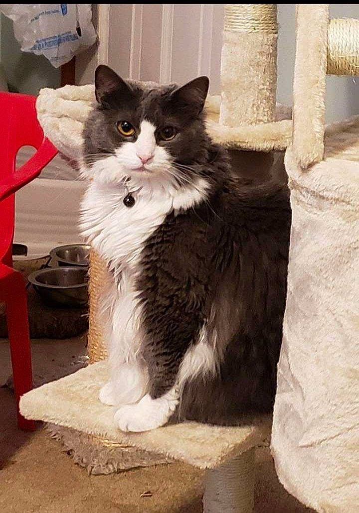 Sprinkles is registered to the contest to win money with this photo: black_and_white, british_semi_longhair, carnivore, cat, domestic_long_haired_cat, domestic_short_haired_cat, felidae, kitten, maine_coon, mammal, norwegian_forest_cat, polydactyl_cat, ragamuffin, small_to_medium_sized_cats, tail, whiskers