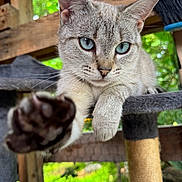 Opal June is registered to the contest to win money with this photo: animal, blue_eyes, cat, cat_tree, close_up, curious, domestic_cat, feline, focus, fur, greenery, nature, outdoor, paw, pet, playful, portrait, resting, whiskers, wooden_structure