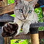 animal, blue_eyes, cat, cat_tree, close_up, curious, domestic_cat, feline, focus, fur, greenery, nature, outdoor, paw, pet, playful, portrait, resting, whiskers, wooden_structure