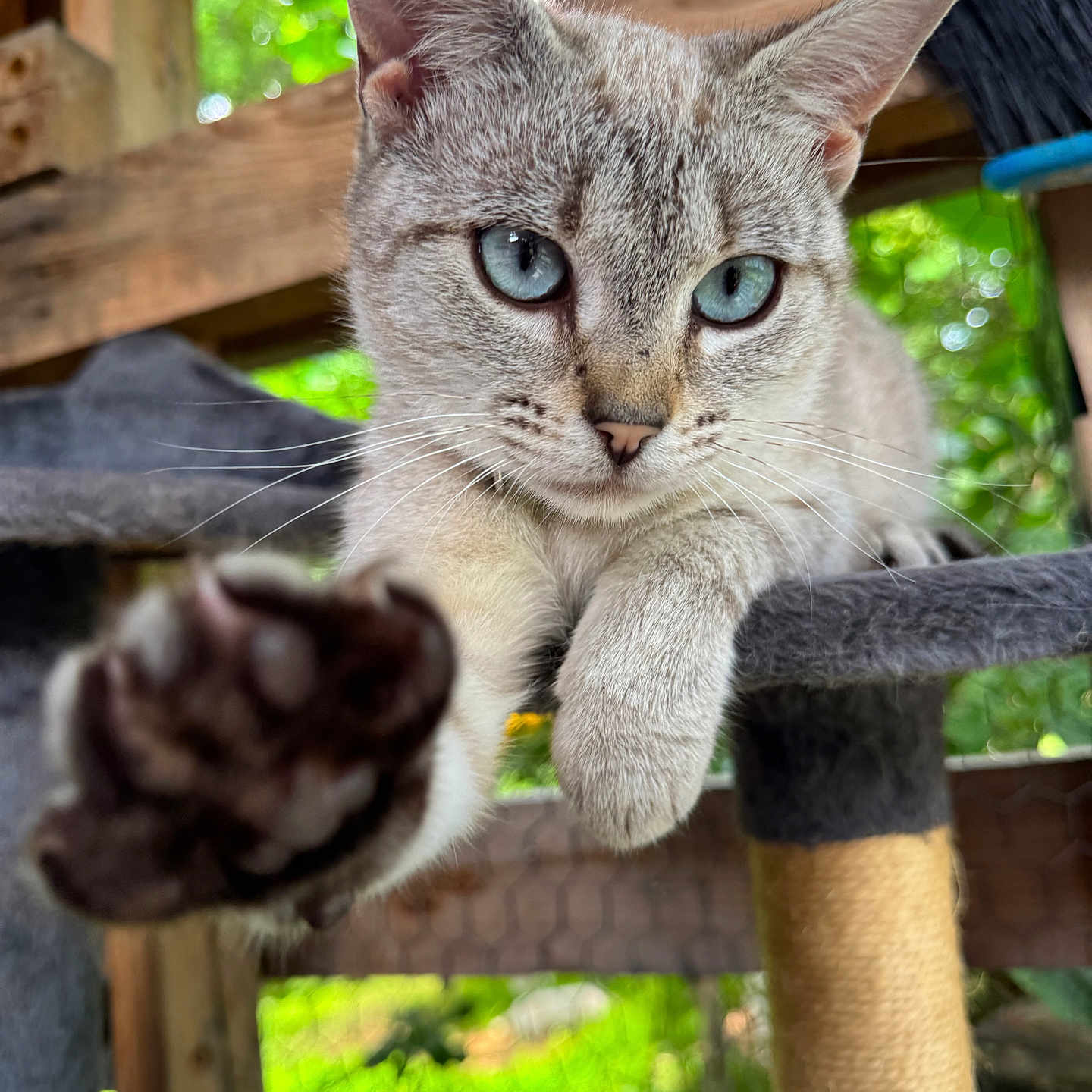 Opal June is registered to the contest to win money with this photo: animal, blue_eyes, cat, cat_tree, close_up, curious, domestic_cat, feline, focus, fur, greenery, nature, outdoor, paw, pet, playful, portrait, resting, whiskers, wooden_structure
