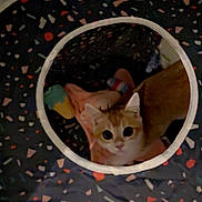 Poachy is registered to the contest to win money with this photo: cat, kitten, orange_cat, pet, animal, feline, face, eyes, wide_eyed, sitting, lying_down, indoor, blanket, tunnel, pet_toy, colorful, cozy, home, portrait, cute