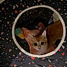 cat, kitten, orange_cat, pet, animal, feline, face, eyes, wide_eyed, sitting, lying_down, indoor, blanket, tunnel, pet_toy, colorful, cozy, home, portrait, cute
