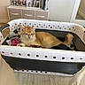 cat, ginger_cat, orange_fur, pet, animal, laundry_basket, clothes, household, indoor, bedroom, furniture, playstation, game_console, collectible_figures, shelf, white_basket, relaxed, lying_down, tail, portrait