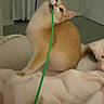 Poachy is registered to the contest to win money with this photo: cat, kitten, pet, animal, cream_cat, green_string, playing, sitting, bed, blanket, bedroom, indoor, curtains, door, furniture, fluffy, whiskers, ears, playful, cozy