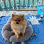 Chesnut participe au concours pour gagner de l'argent avec cette photo : animal, background, balcony, blue_towel, cushion, cute, decorative_railing, dog, fluffy, fur, glove, indoor, orange_feet, pet, plastic_bottle, pomeranian, relaxing, sitting, small_dog, water_bottles