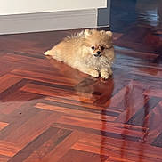 Chesnut a rejoint le concours — aidez-le/la à gagner de superbes lots ! animal, brown, companion, cute, dog, domestic, floor, fluffy, fur, home, house, indoor, lying_down, pet, pomeranian, puppy, reflection, relaxed, small_dog, wooden_floor