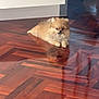 animal, brown, companion, cute, dog, domestic, floor, fluffy, fur, home, house, indoor, lying_down, pet, pomeranian, puppy, reflection, relaxed, small_dog, wooden_floor