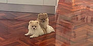 Chesnut participe au concours pour gagner de l'argent avec cette photo : animal, brown, cabinet, companion, cute, dog, domestic_animal, floor, fluffy, furniture, indoor, kitchen, pet, pomeranian, puppy, relaxing, small_dog, two_animals, white, wooden_floor