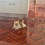 animal, brown, cabinet, companion, cute, dog, domestic_animal, floor, fluffy, furniture, indoor, kitchen, pet, pomeranian, puppy, relaxing, small_dog, two_animals, white, wooden_floor