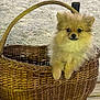 adorable, animal, basket, brown, canine, cute, dog, domestic_animal, fluffy, furry, looking, outdoor, pet, portrait, puppy, resting, sitting, small_dog, wood, woven_basket